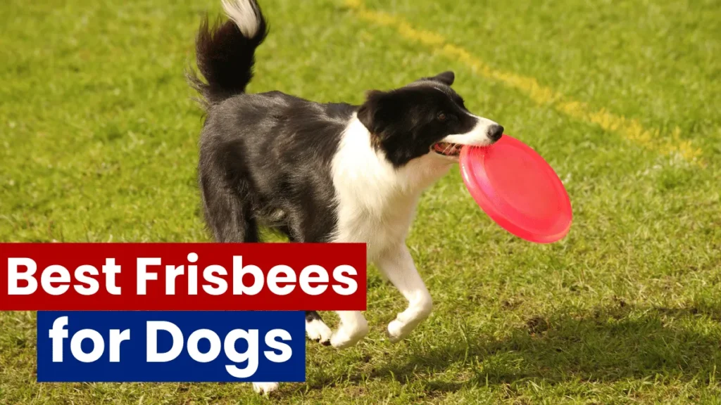 Best Frisbees for Dogs: Top Picks for Durability and Fun